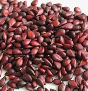 Quince Seeds - Beedana - Bidana - Bahee Dana - Pyrus cydonia by keshavkeshari