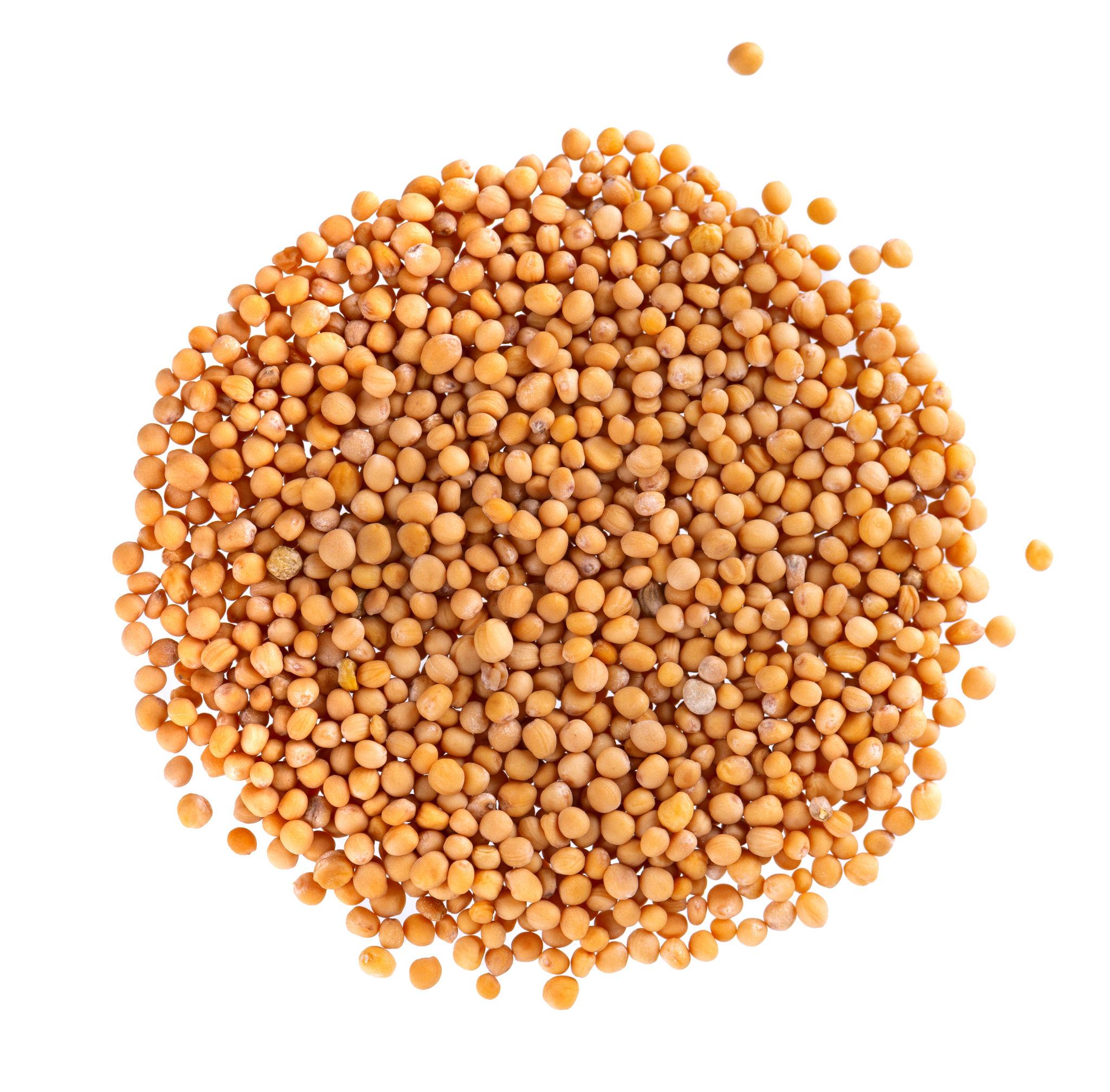 Premium Yellow Mustard Seeds | Peeli Sarso, PILI Rai by keshav keshari