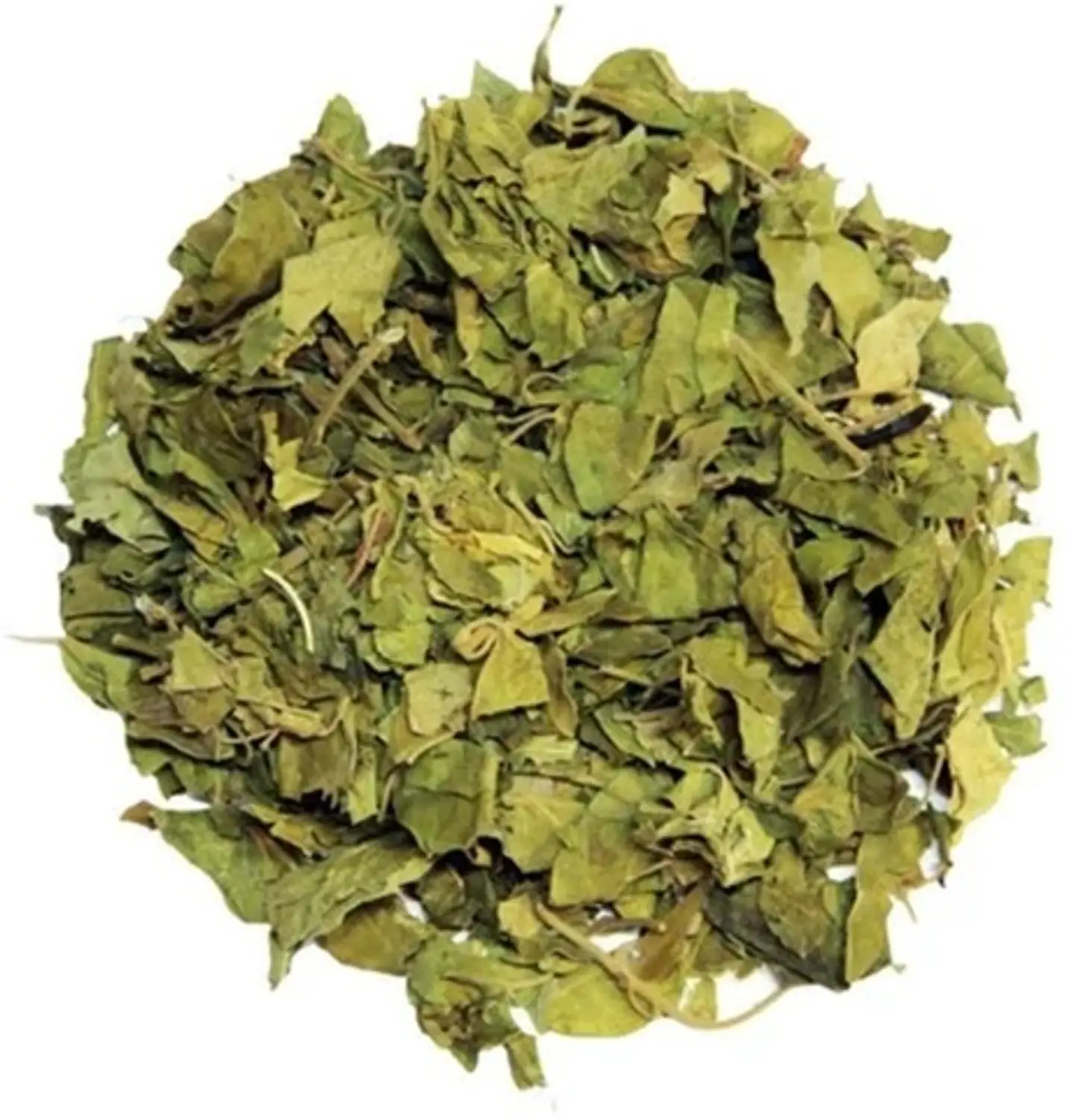 Gurmar (Leaves) - Gudmar - Madhunashni - Meshashringi - Nagapushpi - Gymnema Sylvestre by Keshav Keshari