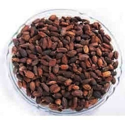 Neem (Seeds)(Edible) - Neem Magaj - Neem Beej - Neem Phal - Neem Fruit - Neem Giri - Niboli - Nimboli - Azadirachta Indica - Nimbaka by keshav keshari
