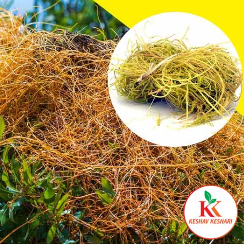 Akash Bel - Afteeyun - Aftimoon - Dodder - Hellweed - Immortal Bel - Cuscuta reflexa by KeshavKeshari