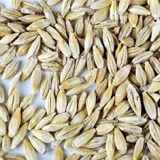 Barley (Seeds) (With Husk) - Jau - Yava - Java - Jawa - Hordeum Vulgare by Keshav Keshari