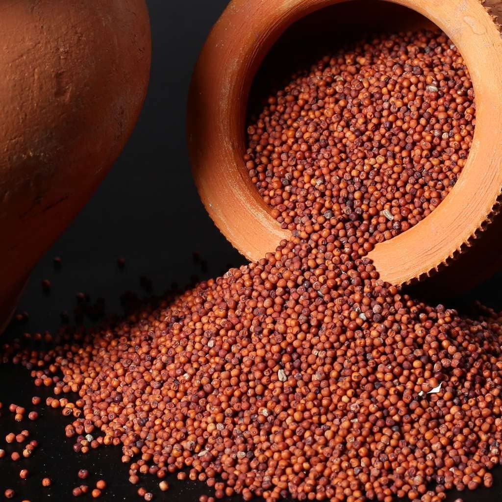 Ragi Seeds (Edible) Grain Whole (Finger Millet Sabut Nachni - Nanchni - Ragulu - Kezhvaragu - Mandua) - Kelvaragu - Eleusine Coracana by keshav keshari